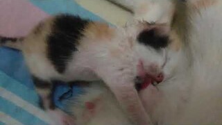 kitten kembang telon