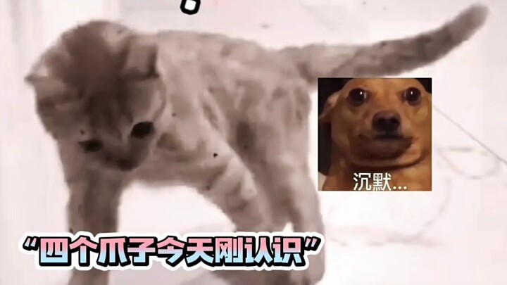 Theo quan sát, bốn cái chân mới gặp nhau ngày đầu tiên.