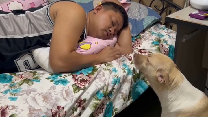 这只狗狗唱了一首摇篮曲。🐶🎵       This dog sang a lullaby song