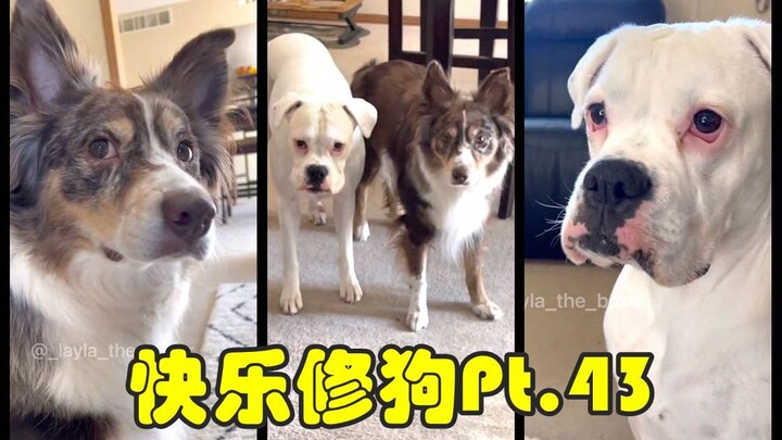 สุขสันต์ซ่อมหมา ตอนที่ 43