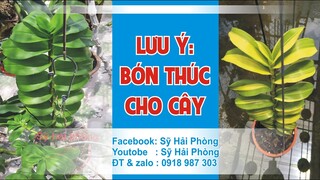 Trong khi bón Thúc cần lưu ý các vấn đề sau.