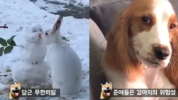 ทำไมจมูกของโอลาฟจึงหายไป Funny Animal Meme