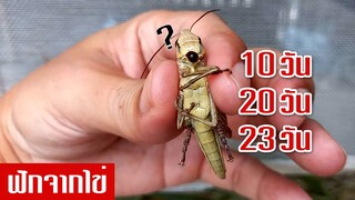 เลี้ยงตั๊กแตนปาทังก้าโตไวแค่ไหน พัฒนาการ10วัน 20วัน 23วัน จากฟักไข่จนผสมพันธุ์