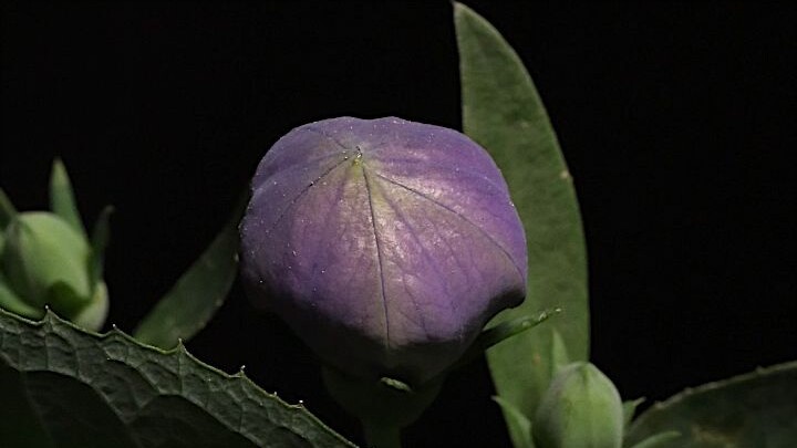 ما إن يفتح جينغ تونغ الصغير حتى ينفجر!