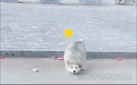 这玩意一傻傻一窝