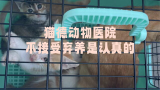 猫德动物医院不接受遗弃猫猫是认真的，养宠需谨慎（射灯文案征集换猫德学院抱枕