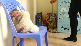 Adorable! Super Smart baby monkey Maki Very obedient Sitting on Chair look  Mom Cleaning Bedroom