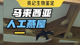 Kerabang burung walet yang kamu makan, sebagian besar diproduksi di rumah burung walet seperti ini