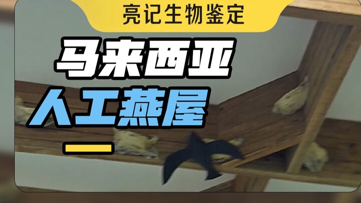 你吃到的燕窝，大部分都是这样的燕屋里出产的