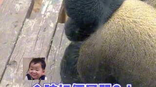 Siapa yang baik hati punya pantat di kepala?