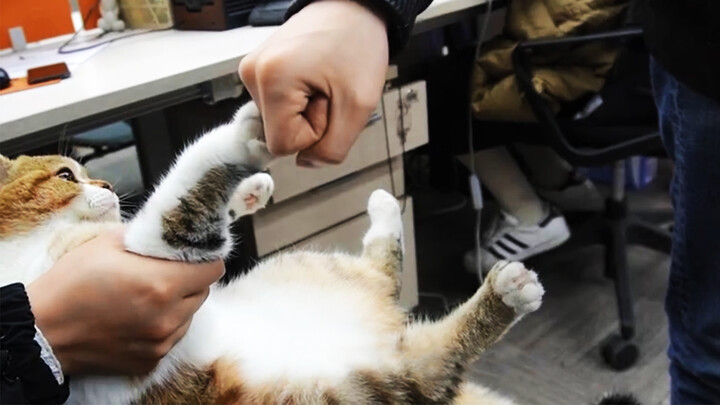 This May Be Last Video. A Cat And A Falling Agency. See You Sometime
