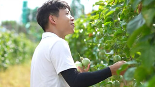 Di musim panas, buah markisa lebih manis