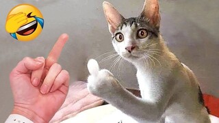 Funny Animal Videos 2023 😂 - Funniest Cats And Dogs Video 😺😍 #3