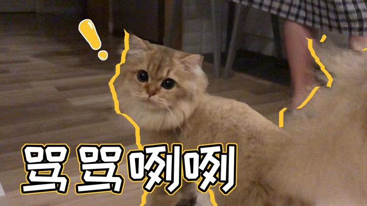 Mèo Mochi dòng Golden Tabby bỗng dưng thông minh hết nấc chỉ vì ăn thức ăn cho mèo, nghe hiểu tiếng 