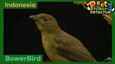 Seorang Seniman Hutan : BowerBird - Peet The Forest Detective 3 (Bahasa Indonesia)