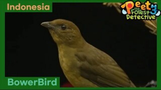Seorang Seniman Hutan : BowerBird - Peet The Forest Detective 3 (Bahasa Indonesia)