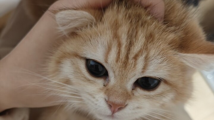 起猛了，看见流萤吃小猫了