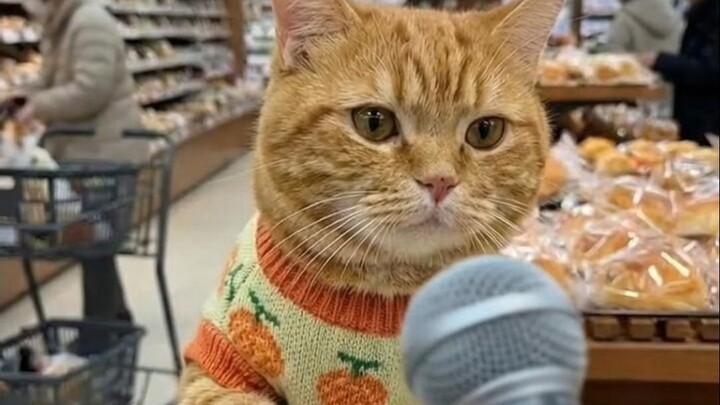 Ketika Kucing Kecil Ingin Membeli Roti Melon