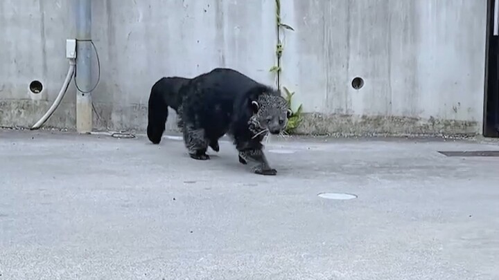 Seorang tamu tak diundang muncul di halaman, tampak ganas namun sebenarnya berperilaku sangat lembut