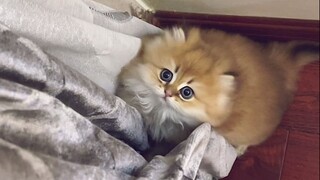 Aku menemukan titik lemah kucing di rumahku!