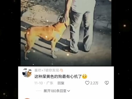 有心机的狗