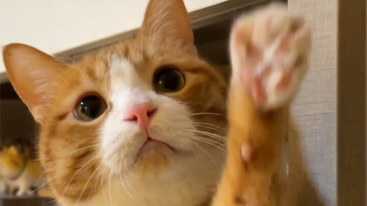 Randomly adorable to death, one passerby at a time.
