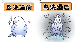 [ไก่ไม่เปียก] นกที่ชอบอาบน้ำน่ารักมากเลย… แต่มีใครบอกได้ไหมว่าทำไมหลังอาบน้ำถึงเหม็นจัง?!