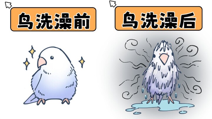 【鸡不可湿】爱洗澡的小鸟是很可爱啦…但是谁能告诉我洗完后为什么这么臭！！
