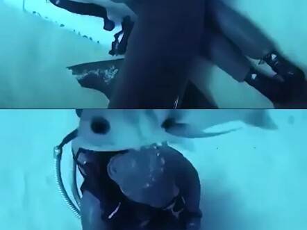 Shark: This two-legged creature is a beneficial insect!