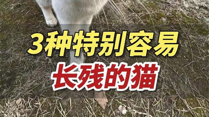 3 Cat Breeds That Are Cute as Kittens But Tend to Grow Ugly