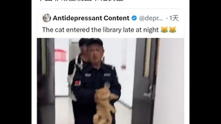 Kucing Tiongkok yang masuk ke perpustakaan dan tertangkap jadi viral di internet luar negeri