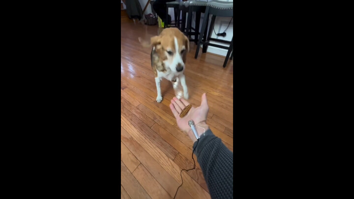 บีเกิล ASMR