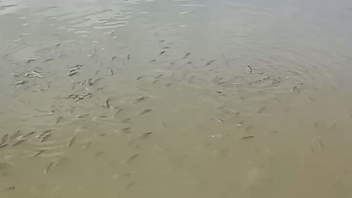 mga tilapia Ang lalaki😱
