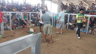 bulik napaka galing Di man Lang nasugatan.#matag-ob cock House.