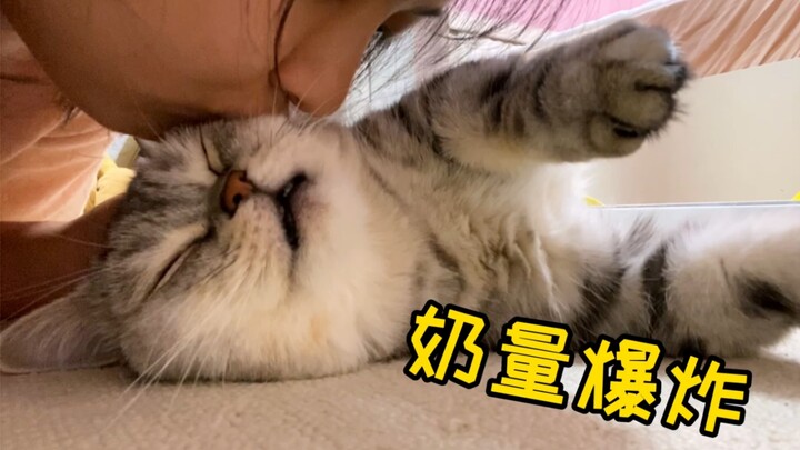Betapa imutnya seekor kucing betina kecil? Ia akan meregangkan badan dan bersenandung begitu disentu