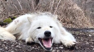 วันที่ยังคงปล่อยตัวตามสบาย ลูกหมาป่านอนหมอบอยู่บนพื้นตอบรับเสียงหอนของเพื่อนๆ~