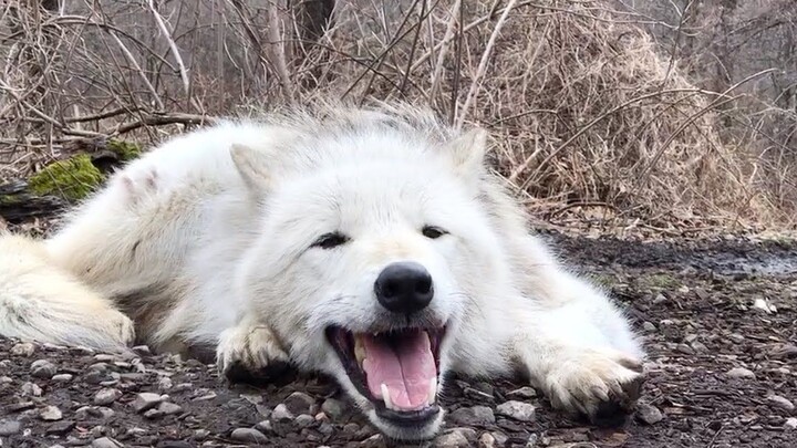 持续摆烂的一天，小狼趴在地上回应朋友们的嚎叫~