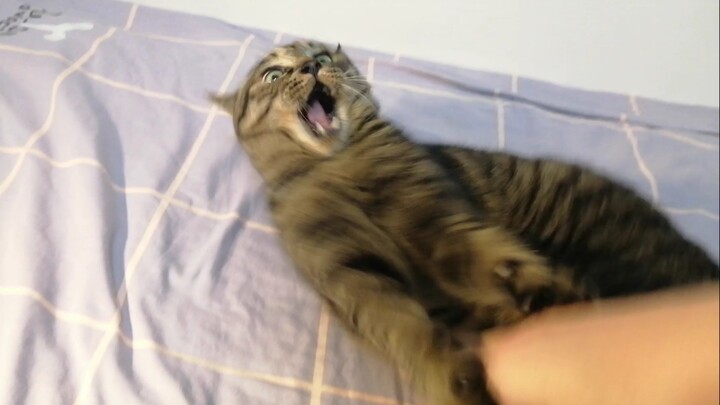 What do you do when your cat bites you