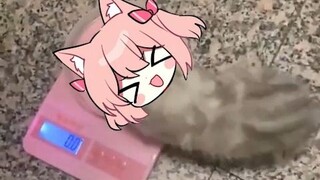 【Hiiro】Debu cat scale————
