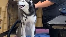 What Does Meeka Speak