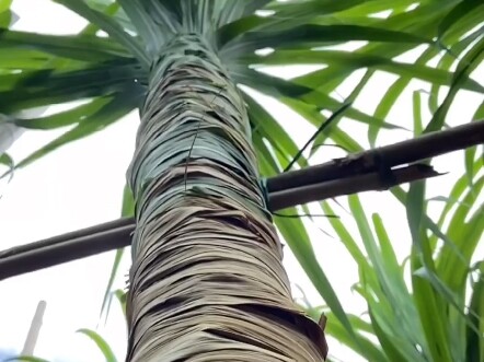 Mía bạch ngọc Quảng Tây