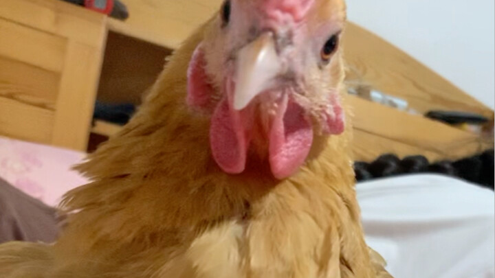 Every night’s must-do routine: jump onto the bed, grab the blanket, curl up, get groomed, and act cu