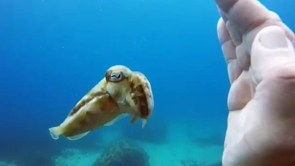 Teasing a Little Squid