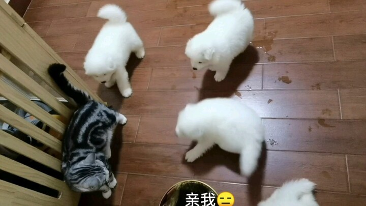 อาตี๋แมวไทเก็กน่าจะคิดว่าลูกหมาเป็นลูกของตัวเองแล้วล่ะนะ?