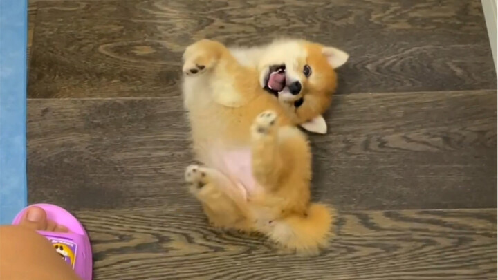 ลูกหมาพลิกท้องสามครั้งเพื่อเอาใจคุณให้ยิ้ม!