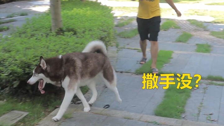 What happens when you suddenly let go of the leash while walking a Husky?