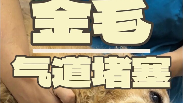 Saya akan memberi tahu Anda apa akibatnya jika anjing terlalu gemuk!