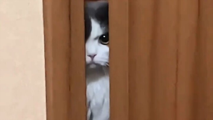 Jealousy disfigures the cat