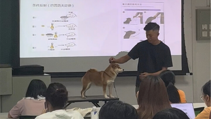 Seandainya dosen kampusmu adalah seekor anak anjing, kamu akan duduk di baris keberapa pada kuliah k