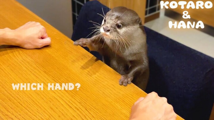 What?! The little otter guessed wrong and started to throw a tantrum! [Kotaro and Hana]